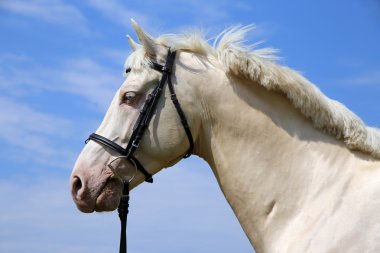 Yan görünümü bir genç cremello aygır portresi
