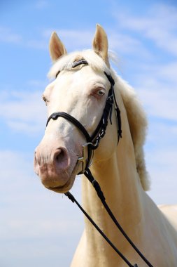 Yan görünümü bir genç cremello aygır portresi
