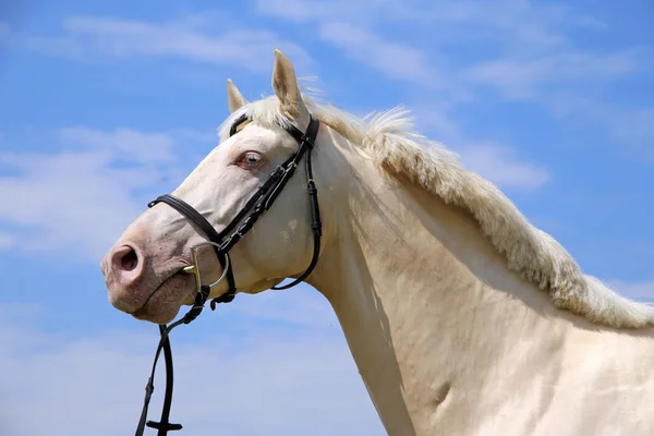 若い cremello の種牡馬のサイド ビュー肖像画 — ストック写真