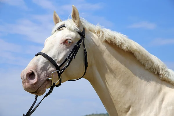 Retrato vista lateral de un caballo cremoso con brida contra el cielo azul —  Fotos de Stock