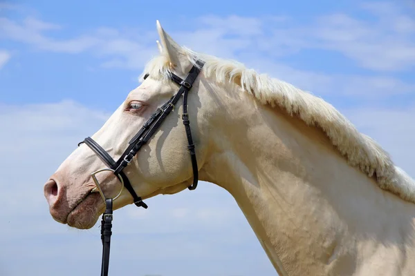 Head shot of a cremello horse with bridle against blue sky background — Stock Photo, Image