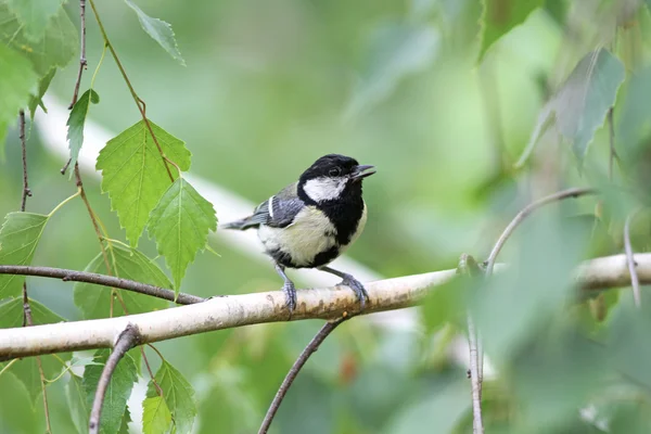 枝の上に座って赤ちゃんの素晴らしいシジュウカラ鳥 — ストック写真