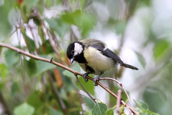 Squeaker great tit aka parus major learn to fly springtime — Stock Photo, Image