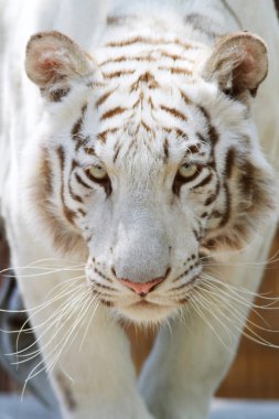 Beyaz bengal kaplanı renkli. Panthera tigris bengalensis