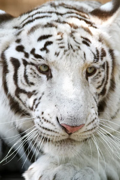 Primer plano de un joven tigre de bengala — Foto de Stock