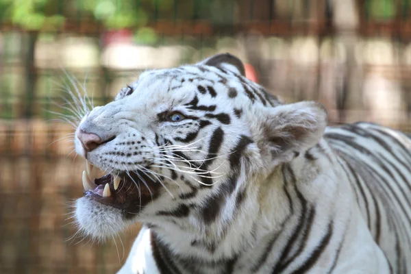 Snarling salvaje tigre de bengala blanco — Foto de Stock
