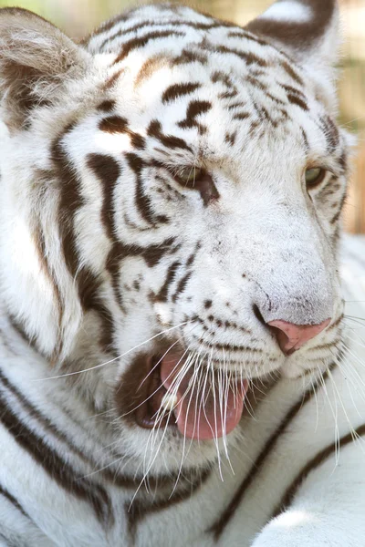 Hungriger weißer Benzal-Tiger gähnt — Stockfoto