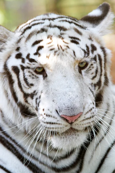 Tiro de cabeça de um tigre branco de bengala — Fotografia de Stock