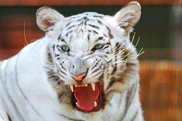 Cabeza de tigre de bengala blanca — Foto de Stock