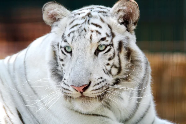Retrato de un hermoso tigre blanco de bengala — Foto de Stock