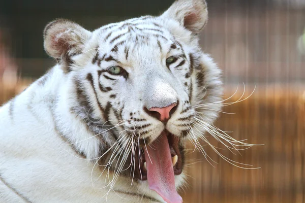 Hungriger weißer Benzal-Tiger gähnt — Stockfoto