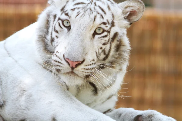 Retrato de un tigre blanco suave. Panthera tigris tigris — Foto de Stock