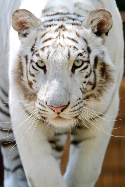 Retrato de un tigre blanco. Panthera tigris tigris — Foto de Stock