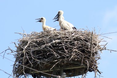 Genç Beyaz leylek yuvası üzerinde. Ciconia ciconia