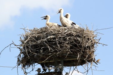 Ebeveynler ve onların fledglings yaban hayatı. Büyük bebek leylek yuvası