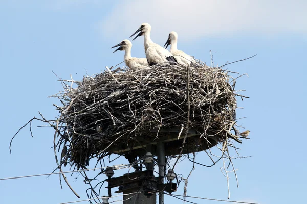 Zwarte snavel baby ooievaars zitten in een groot nest — Stockfoto