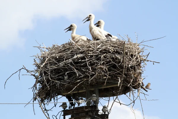 Edele vogels witte ooievaars in het nest tegen blauwe hemel — Stockfoto