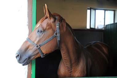 Yan görünümü güzel safkan anglo-Arap aygırı portresi