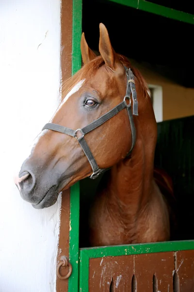 Gidran raça cavalo cabeça perfil retrato com uma expressão alerta — Fotografia de Stock