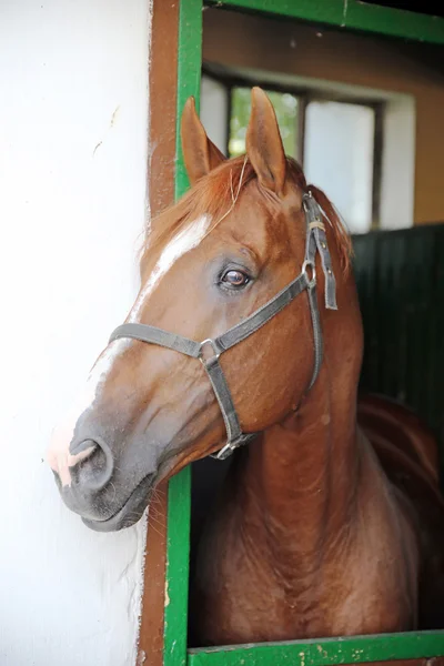 Cavallo da corsa anglo-arabo che osserva altri cavalli fuori dalla stalla — Foto Stock