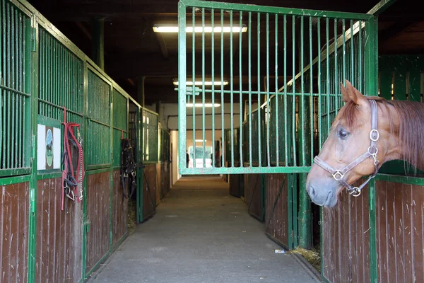 Neugierig Kastanienfarbenes Pferd schaut aus stabilem Fenster auf Ranch — Stockfoto