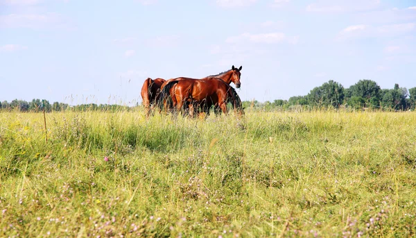 Manada de caballos gidran que comen hierba fresca cortada en el prado húngaro — Foto de Stock