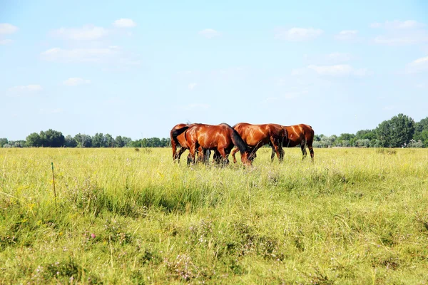 Stádo koní gidran jíst čerstvé zelené trávě letní — Stock fotografie