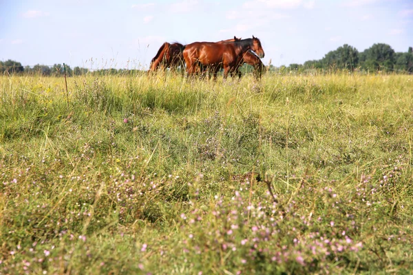 Mladá anglo Arabská hříbata a kobyly pasoucí se — Stock fotografie