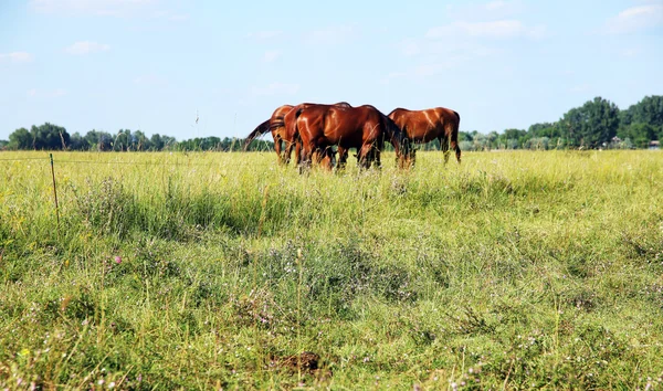 Panoramik çayır üzerinde otlatma zaman at sürüsü — Stok fotoğraf
