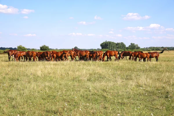 Herde gidran Pferde fressen frisch gemähtes Gras auf ungarischer Weide — Stockfoto