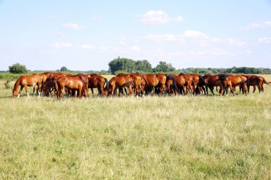 Macar çayır on taze yeşil çim yeme gidran at sürüsü 