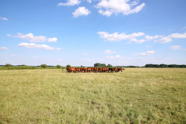 Taze greengrass puszta üzerinde yemek safkan gidran atları — Stok fotoğraf