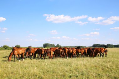 Genç kestane Tay ve mares çayır yaz ciğeri yeme 
