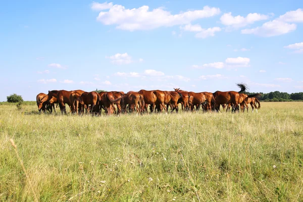 Yeguas de Yoiung y potros pastando pacíficamente en pastos de verano — Foto de Stock