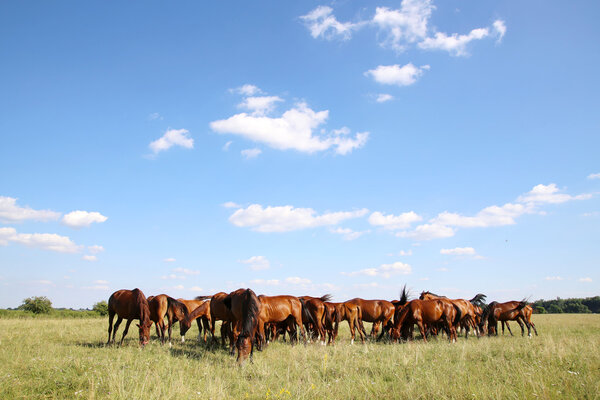 Herd of gidran horses eating fresh green grass summertime 