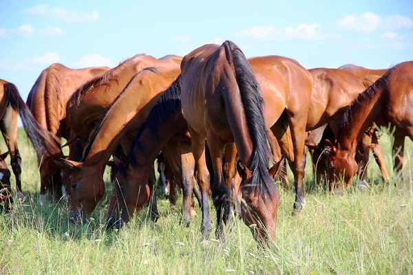 Genç kestane Tay ve mares çayır yaz ciğeri yeme 