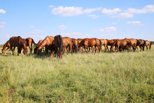 Merries en veulens grazen op gras landelijke scène in de achtergrond — Stockfoto