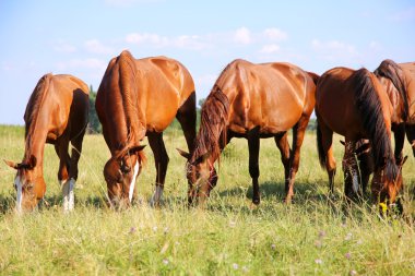 Genç anglo Arap kısraklarda ve çayır yaz üzerinde otlatma foals
