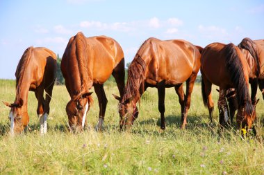 Young anglo arabian mares and foals grazing on the meadow summertime clipart