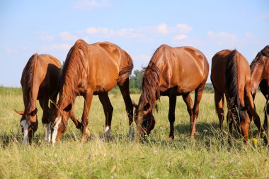 Safkan gidran Tay ve mares birlikte yaz mera üzerinde huzurlu otlatma