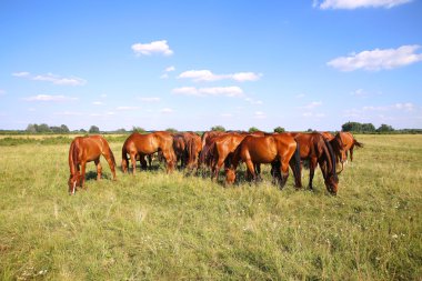 Taze yeşil çim yaz yemek gidran at sürüsü 