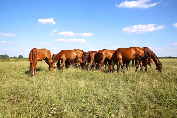 Vista panorámica de la manada de caballos cuando pastan en el prado —  Fotos de Stock