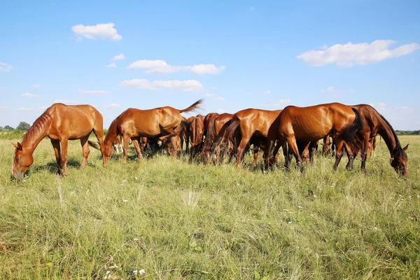 Yeşil çayır panoramik otlatma at sürüsü — Stok fotoğraf