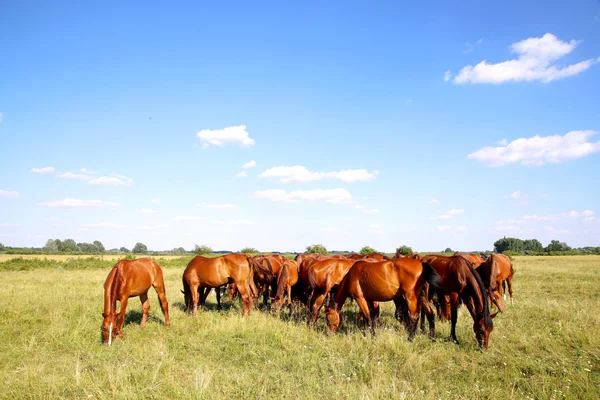 Herde gidran Pferde frisst frisches grünes Gras im Sommer — Stockfoto