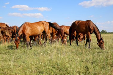 Taze yeşil çim yaz yemek gidran at sürüsü 