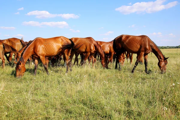 Potros y yeguas gidran de raza pura pastando tranquilos juntos en el pasto —  Fotos de Stock