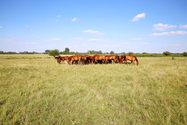 Manada de cavalos gidran comendo grama verde fresca no nome do prado húngaro é puszta — Fotografia de Stock