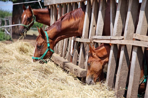 Jovens éguas de raça pura e potros comendo feno seco no rancho de cavalos — Fotografia de Stock