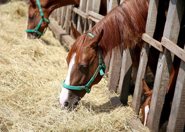Cavalos jovens comendo feno seco na fazenda animal verão — Fotografia de Stock
