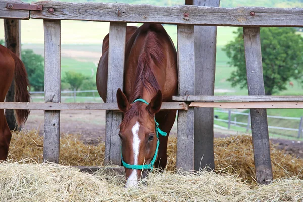 Húngaro gidran cavalo comendo feno no estábulo — Fotografia de Stock